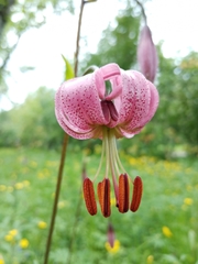 Lilium martagon pilosiusculum