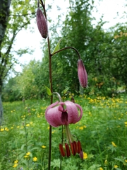 Lilium martagon pilosiusculum
