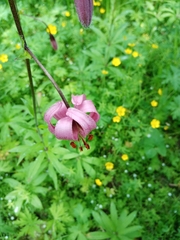 Lilium martagon pilosiusculum