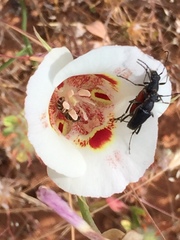 Anastrangalia laetifica