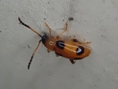 Cornulactica varicornis