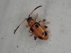 Cornulactica varicornis