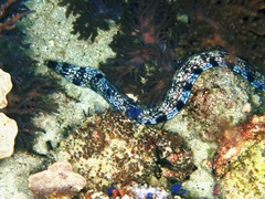 Gymnothorax enigmaticus