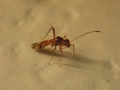 Sericophanes heidemanni