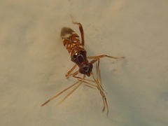 Sericophanes heidemanni