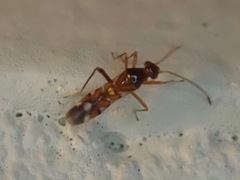 Sericophanes heidemanni