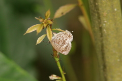Arhopala birmana asakurae