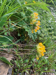Anthyllis vulneraria