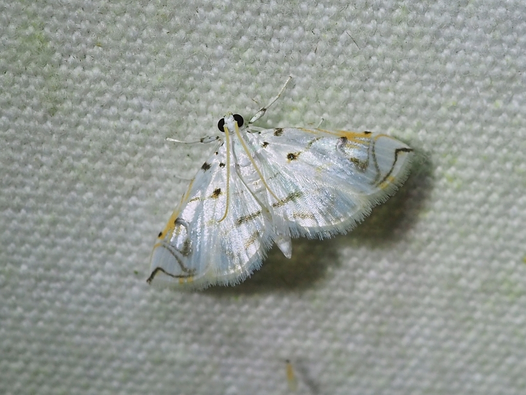 Neurophyseta