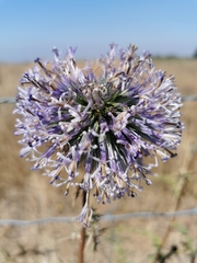 Echinops adenocaulos