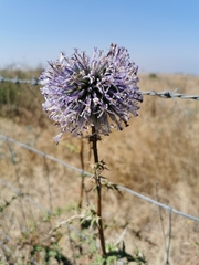 Echinops adenocaulos