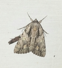 Catocala coccinata
