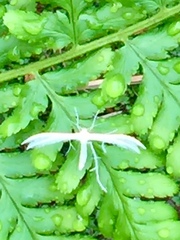 Pterophorus pentadactyla