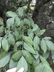 Fraxinus biltmoreana