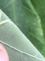 Fraxinus biltmoreana