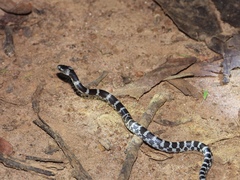 Lycodon travancoricus