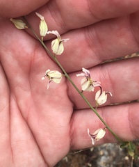 Streptanthus glandulosus secundus