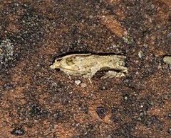 Proteoteras crescentana