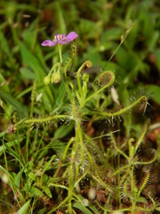 Drosera indica