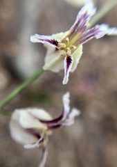 Streptanthus glandulosus secundus