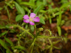 Drosera indica