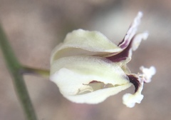 Streptanthus glandulosus secundus