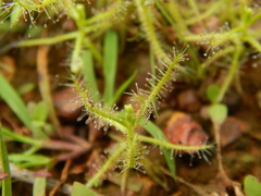 Drosera indica