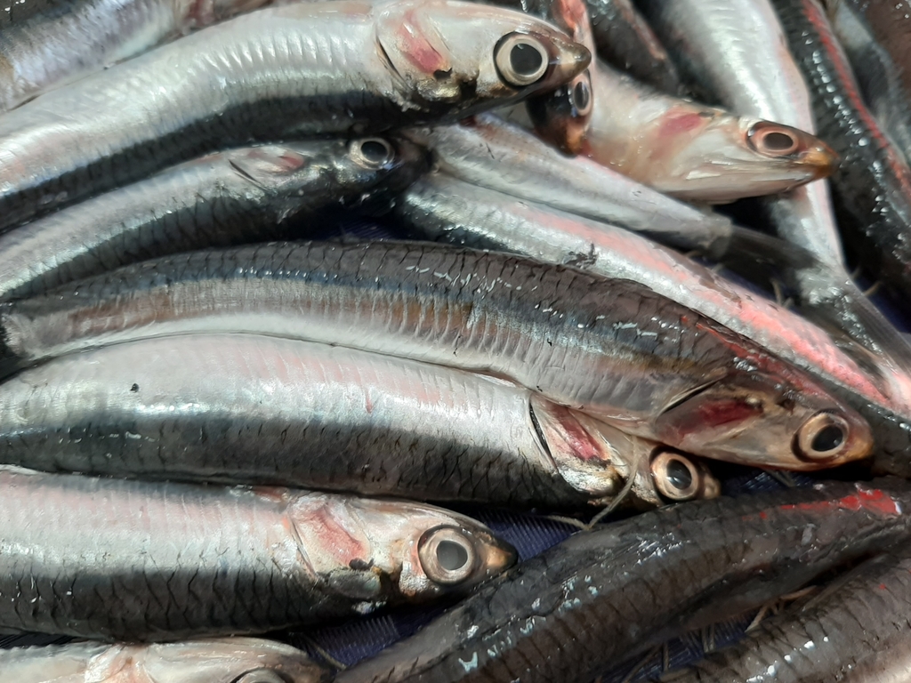 European Anchovy (SVERIGES BÄSTA GUIDE) · BioDiversity4All
