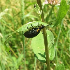 Arima marginata