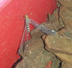 Megistopus flavicornis