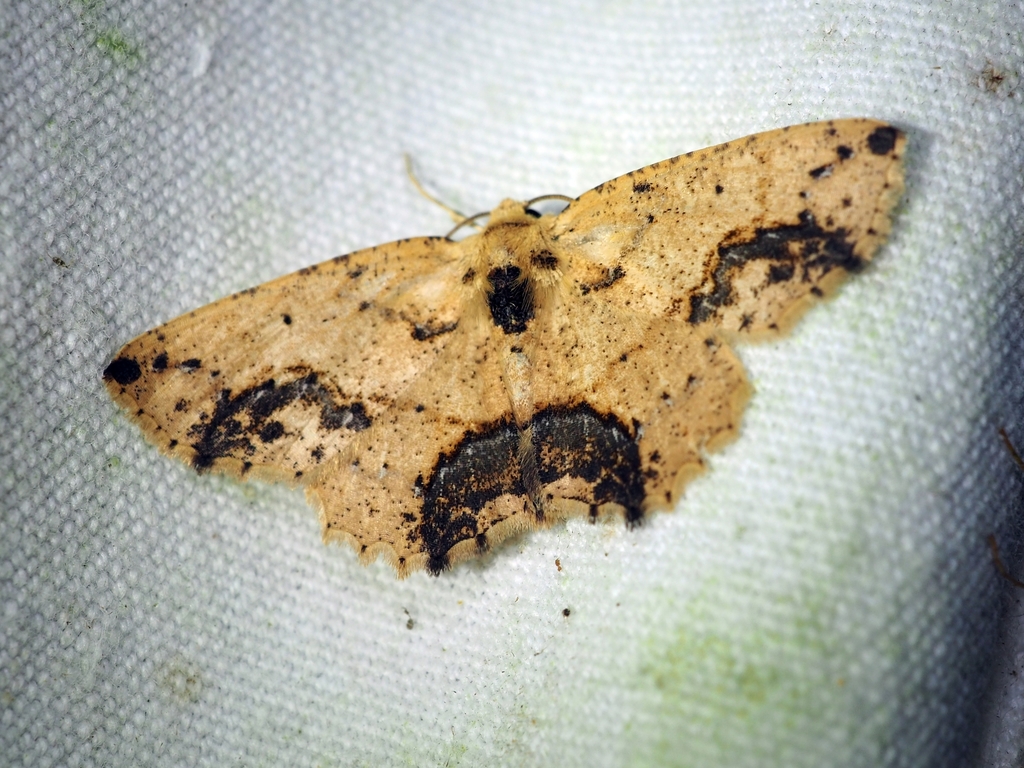 Isochromodes granula