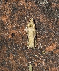 Proteoteras crescentana