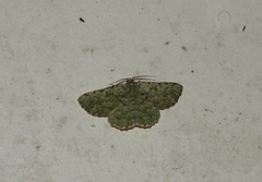 Aeolochroma viridicata