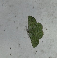 Aeolochroma viridicata