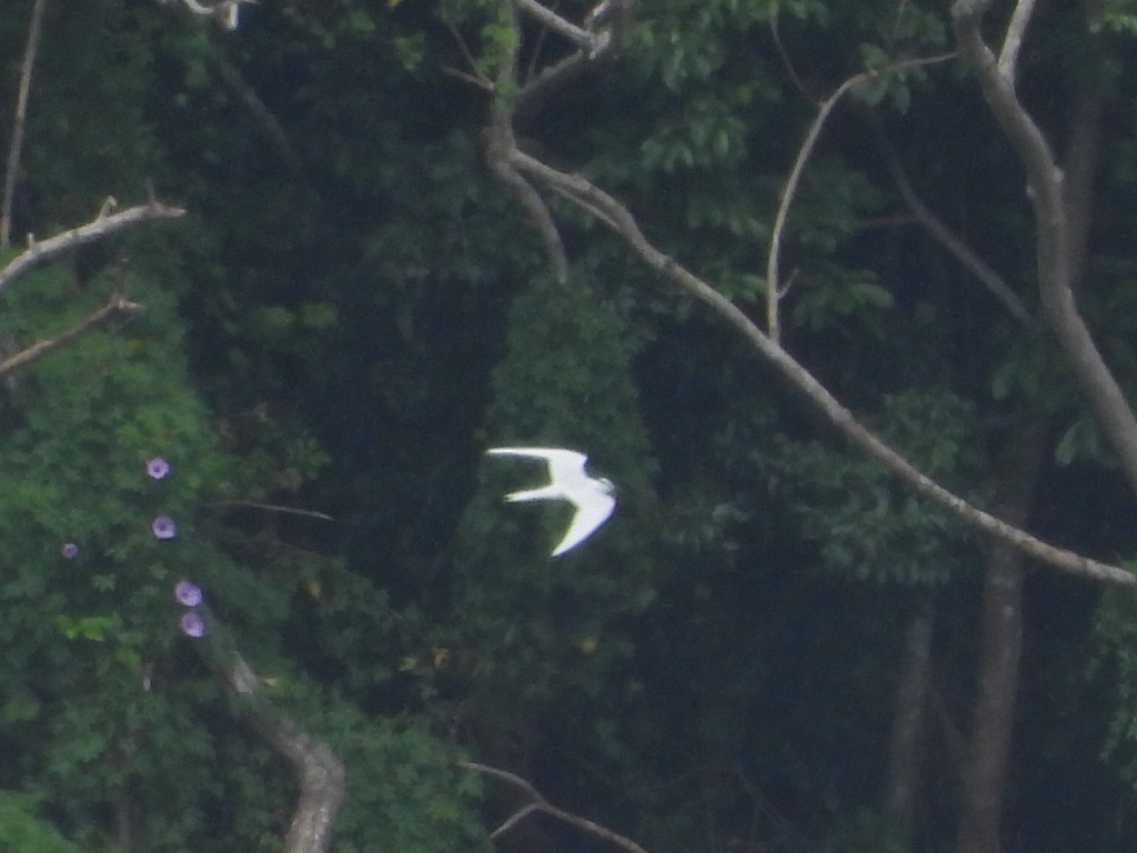 Black-naped Tern