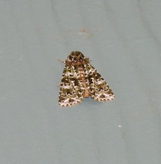 Thalatha bryochlora