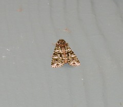 Thalatha bryochlora
