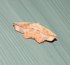 Polyacme dissimilis