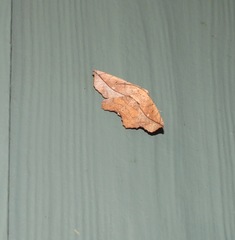 Polyacme dissimilis