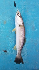 Cynoscion regalis