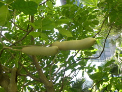 Kigelia africana africana