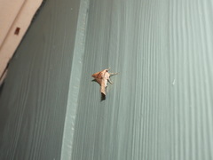 Polyacme dissimilis