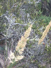 Calamagrostis ophitidis