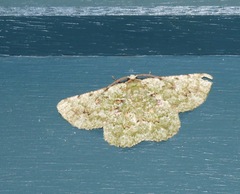 Aeolochroma viridicata