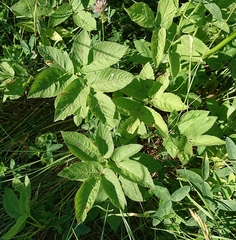 Aegopodium podagraria