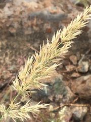 Calamagrostis ophitidis