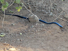 Aparallactus lunulatus