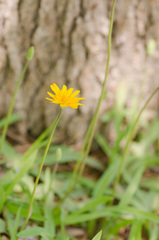 Krigia dandelion
