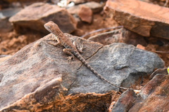 Ctenophorus caudicinctus