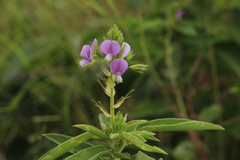 Desmodiastrum belgaumense